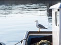 Seagull perched on a boat at the dock Royalty Free Stock Photo
