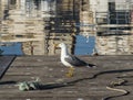 Seagull perched on a boat at the dock Royalty Free Stock Photo