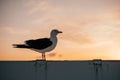 Seagull perched on a boat rail with dramatic sunset