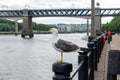 A Seagull perched on a bollard on the side of the Tyne River in Newcastle city Centre