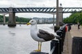 A Seagull perched on a bollard on the side of the Tyne River in Newcastle city Centre