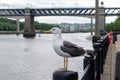 A Seagull perched on a bollard on the side of the Tyne River in Newcastle city Centre