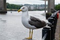 A Seagull perched on a bollard on the side of the Tyne River in Newcastle city Centre