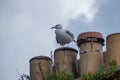 Seagull perched on chimney stack on a house with plants growing Royalty Free Stock Photo