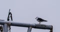 Seagull perched on crossbeam of boat