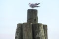 Seagull Royalty Free Stock Photo