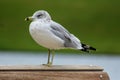 Seagull perched on the edge of a wooden railing Royalty Free Stock Photo