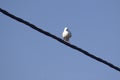 Seagull Royalty Free Stock Photo