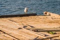 Seagull perched on the end of a floating pier Royalty Free Stock Photo