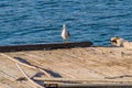 Seagull perched on the end of a floating pier Royalty Free Stock Photo