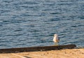 Seagull perched on the end of a floating pier Royalty Free Stock Photo