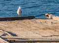 Seagull perched on the end of a floating pier Royalty Free Stock Photo