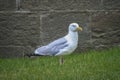 Gaviota mouette francÃÂ©s Royalty Free Stock Photo