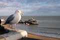 A seagull perched high above Viking Bay in Broadstairs, Kent, UK. The pier with a restaurant at the end can be seen Royalty Free Stock Photo