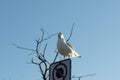 Seagull perched high, overlooking the landscape with a clear blue sky backdrop Royalty Free Stock Photo