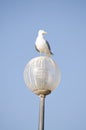 A seagull perched a lamp set against a bright blue sky Royalty Free Stock Photo