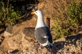 Seagull perched on ledge at La Jolla beach Royalty Free Stock Photo
