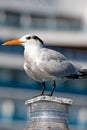 Seagull perched on light