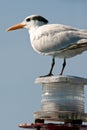 Seagull perched on light