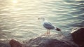 Seagull perched near ocean water on a sunny day Royalty Free Stock Photo
