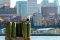 Seagull perched on a New York Waterway Ferry pier with the east river and the buildings of Brooklyn Heights in the background. Royalty Free Stock Photo