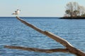 Seagull perched on old tree Royalty Free Stock Photo