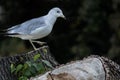 Seagull perched on an old tree trunk Royalty Free Stock Photo