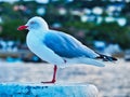 Seagull Perched on One Leg on Wooden Wharf Pylon