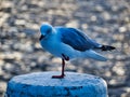 Seagull Perched on One Leg on Wooden Wharf Pylon