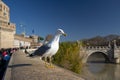 Seagull perched on a parapet in Rome Royalty Free Stock Photo