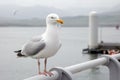 Seagull perched on a pier Royalty Free Stock Photo