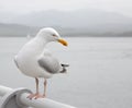 Seagull perched on a pier Royalty Free Stock Photo