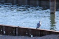 Seagull perched on a pier of Lake Michigan, United States Royalty Free Stock Photo