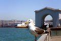 Seagull Perched on Pier Overlooking San Francisco Bay Royalty Free Stock Photo