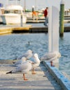 Seagull perched at the pier at Raymond Island Royalty Free Stock Photo