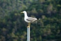 Seagull perched