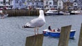 Seagull perched on the quayside, Cornwall, UK Royalty Free Stock Photo