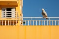 a seagull perched on the railing of a building Royalty Free Stock Photo