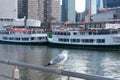 Seagull on a Railing at Pier 83 along the Hudson River with Circle Line Boats in the background in Hell`s Kitchen