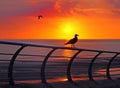 Seagull perched on a railing silhouetted against a beautiful golden sunset reflected on a calm twilight sea with red sky