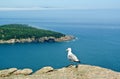 Seagull perched on rock, Acadia National Park, Maine