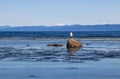 A seagull perched on a rock at the beach Royalty Free Stock Photo