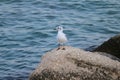 Seagull perched on a rock