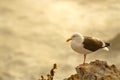 Seagull perched on rocks overlooking ocean in Pismo Beach California Royalty Free Stock Photo