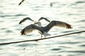 Seagull perched on rope