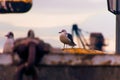 Seagull perched on a rusty surface at the port of Klaipeda, Lithuania Royalty Free Stock Photo