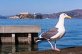 Seagull Perched on San Francisco Bay with Alcatraz Island in the Background.