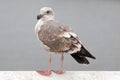 Seagull perched on San Simeon pier on the central California coast - USA