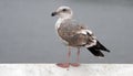 Seagull perched on San Simeon pier on the central California coast - USA Royalty Free Stock Photo