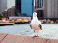 Seagull Perched on Sea Wall Royalty Free Stock Photo